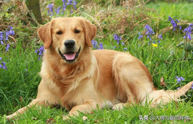 金毛犬的5个缺点，为何如今养它的人越来越少