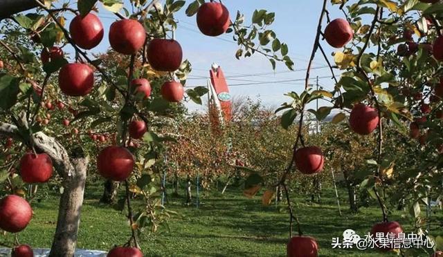 果蜜是什么，柠檬果蜜是什么（走进日本苹果第一大县“青森县”）