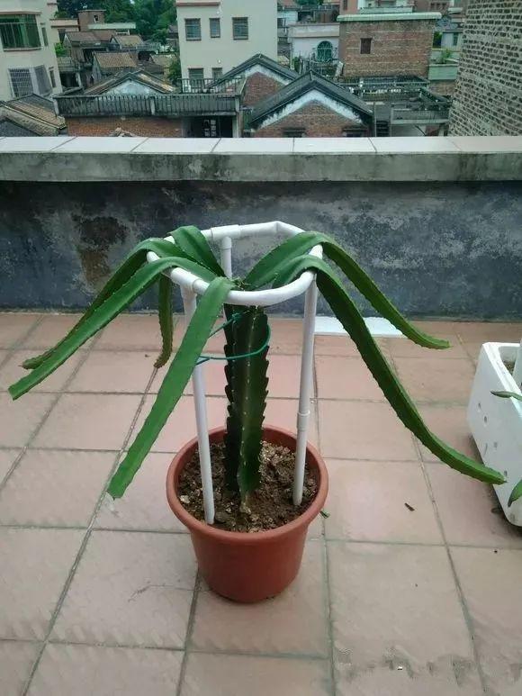 霸王花是火龙果的花吗，昙花、霸王花、火龙果花和令箭荷花的区别（奶奶把一根枝插土里）