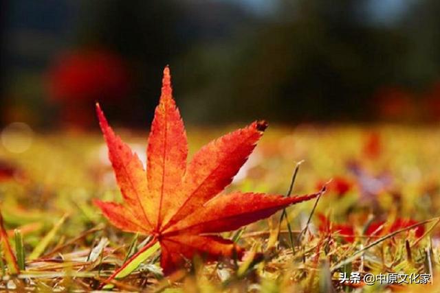 秋分的意思，秋色宜人的意思（俗话说“白露秋分夜）