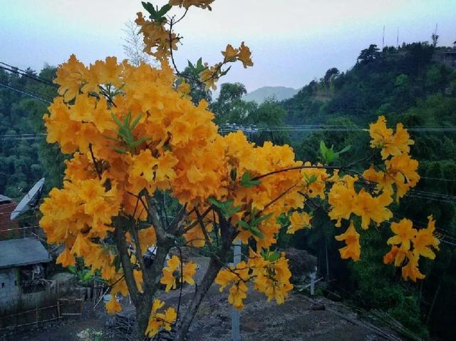 什么花是有毒的，什么花是有毒的图片（20种有毒花）