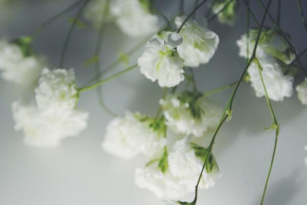 满天星是什么意思，满天星有什么意思（满天星适合送什么人）