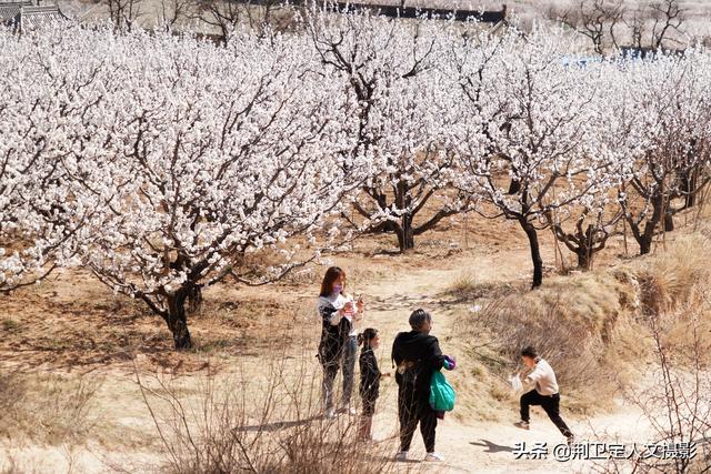 杏花村在山西的哪里，山西有没有杏花村（山西运城发现1个杏花村）