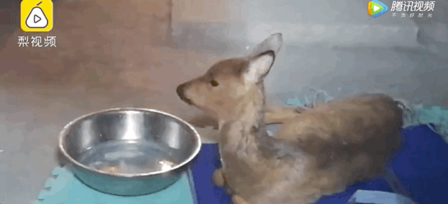 狍子为什么叫傻狍子，狍子为什么叫傻狍子视频（硬是把自己蠢成了国家保护动物…）