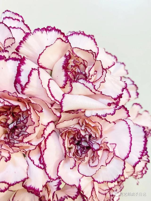 康乃馨花语，康乃馨花语22朵代表什么（却要叫蓝精灵的康乃馨~vol.3）