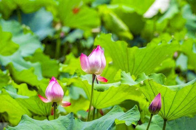 杭州必去的景点，杭州旅游必去景点推荐（杭州旅游十大必去打卡景点）