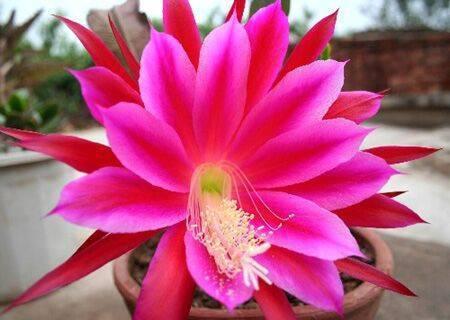 昙花什么时候开花，昙花什么时候开（昙花什么时候开花 几点钟）