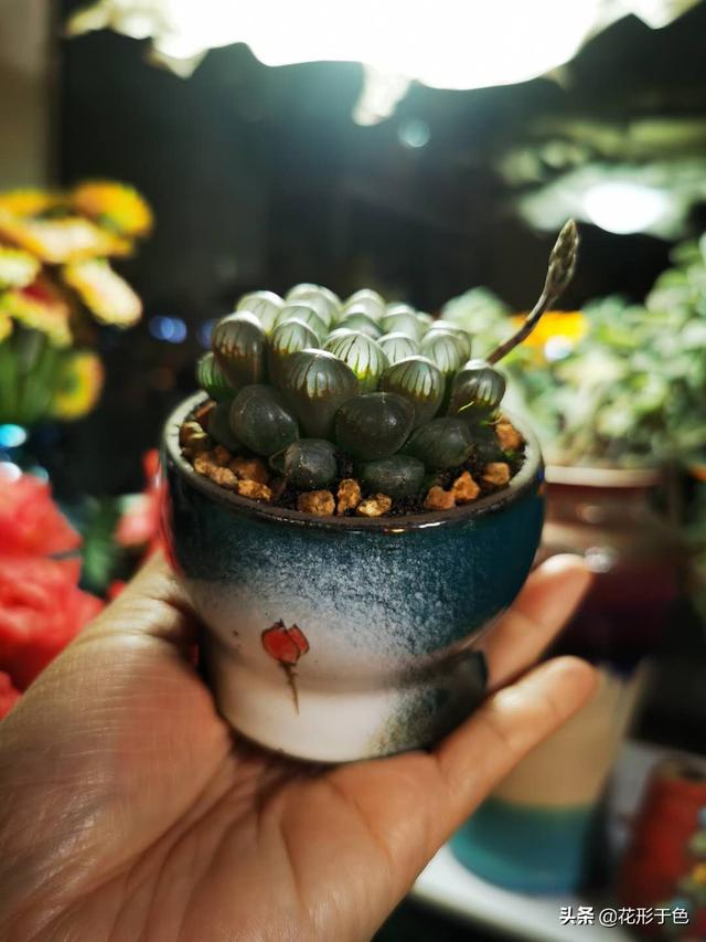 玉露的寓意，玉露的寓意和注意事项（玉露——冰清玉洁的多肉精灵）