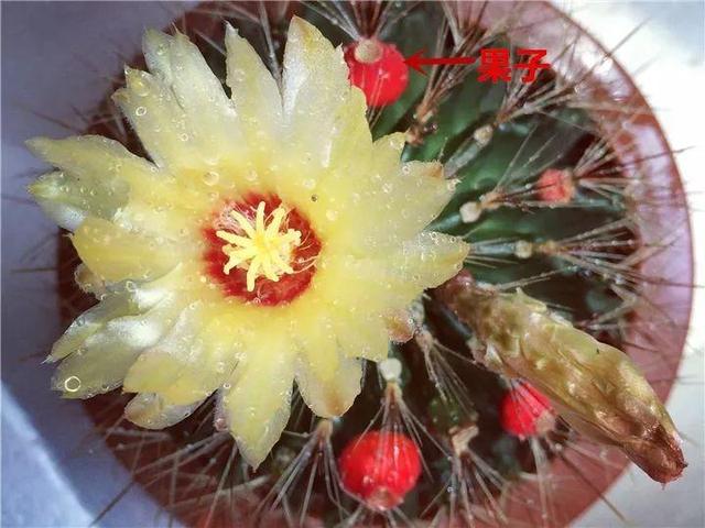 君子兰不开花怎么办才能开花，用“啤酒水”擦叶子