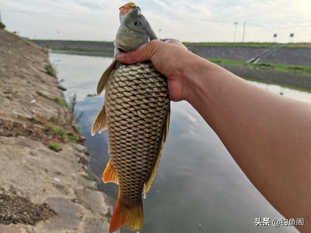 自制野钓鲤鱼饵料的做法，只要买来这些原材料