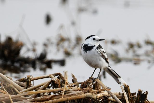 水鸡是什么，水鸡是什么车（西方秧鸡、叽咋柳莺......）