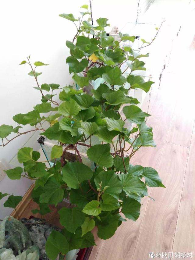 平菇种植最简单方法，平菇种植最简单的方法（喷喷水就能长）