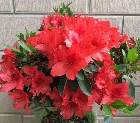 加仑盆什么意思，加仑盆什么意思与尺寸（先从“选盆”入手）