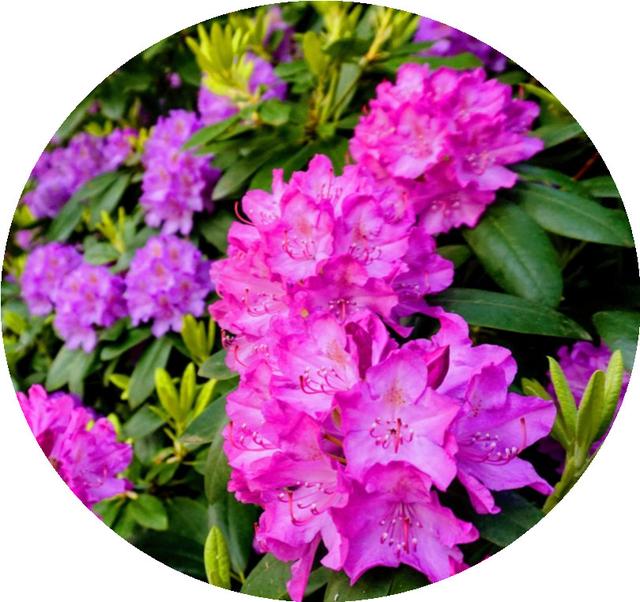 花朵风景头像 十里微信，花朵风景头像 十里（色彩缤纷的花朵图片）