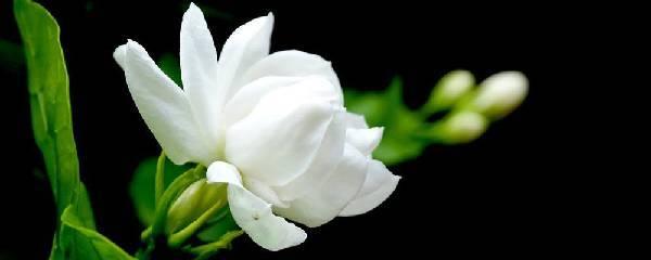 白茉莉的花语是什么意思，白茉莉的养殖方法和注意事项
