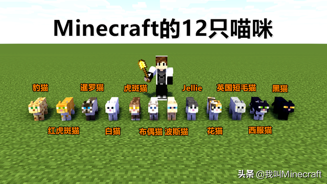 我的世界豹猫怎么驯服，我的世界里怎么驯服豹猫（关于猫的10个“冷”知识）