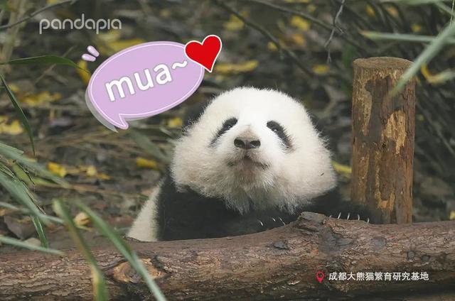 花柄花梗茎的区别，花梗和花茎的区别（一树一树的花花花花花花开）