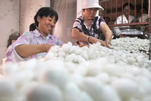 桑蚕丝有什么好处，桑蚕丝有什么好处与坏处（高级面料穿得舒服）