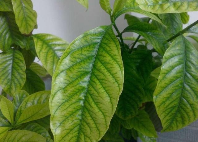 强酸有哪些，强酸和弱酸怎么区分（立变“酸性土”）