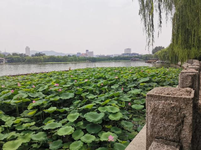 夏雨荷大明湖畔在哪里，大明湖畔的夏雨荷在哪个城市（快来跟“夏雨荷”见个面）