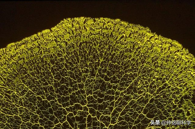 太岁是什么东西，太岁是什么东西图片（捡到的太岁为何还能继续生长）