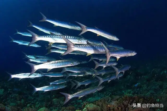 淡水梭鱼图片(比鲤鱼还爱跳跃) - 去钓鱼