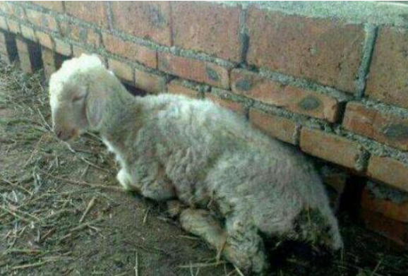 小羊拉稀怎么治疗，刚出生的小羊拉稀怎么办（羊腹泻用什么药效果好）