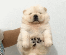 呆萌狗狗，呆萌狗狗道具（呆萌+有趣+憨厚图片）