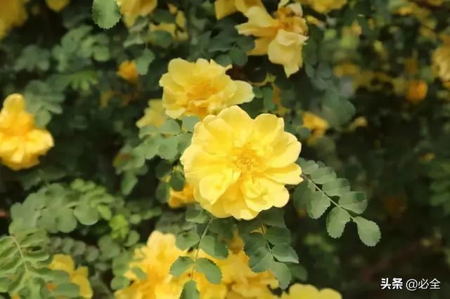 地被植物，常绿植物、地被及其他篇（地被植物名词解释）