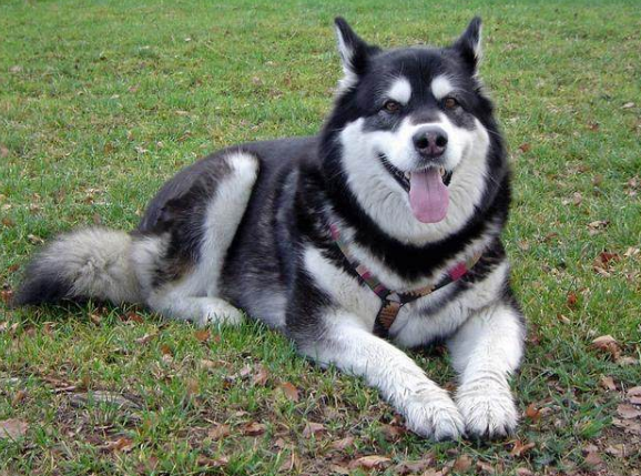 阿拉斯加犬和哈士奇，阿拉斯加犬和哈士奇的区别（为什么劝你养“哈士奇”）