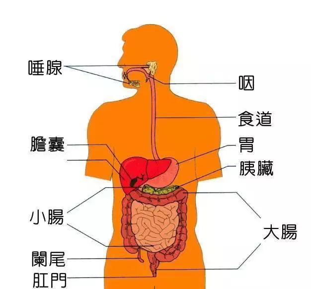 加味保和丸的功效与作用，同仁堂加味保和丸的功效与作用（孩子生病大多是因为你多此一举）