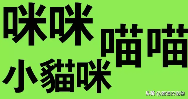 猫咪起什么名字最好听母猫，中国铲屎官绝对把气质