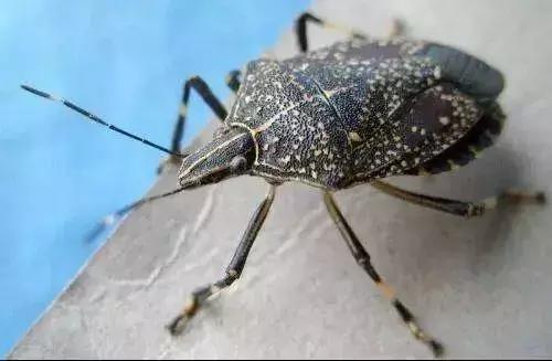 人们对香菜的评价,可谓是两极分化很严重了.