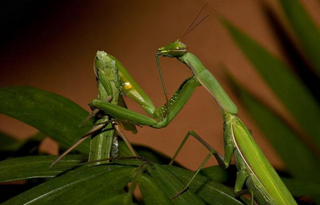 印度谷螟冬天会死吗，印度谷螟的越冬（研究者发现一种“食人蛾”）