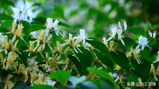 金银木的形态特征和果实作用详情介绍，金银木的果实功效与作用（黄白同枝姐妹花一一金银“木”）