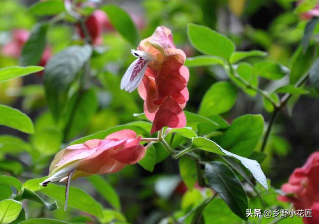 虾衣花怎么养，种植虾衣花有什么好处（这种外形酷似龙虾的家伙着实让人喜爱——虾衣花）