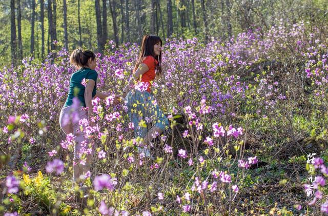 映山红和杜鹃花的区别，映山红和杜鹃花的区别是什么（红杜鹃、映山红、金达莱）