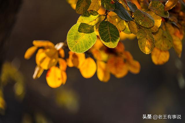 赞美秋天的句子，赞美秋天的句子10字左右（描写秋色的10个优美佳句）