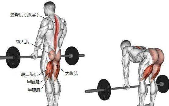 认识错综复杂的背部肌肉,优选动作,针对去训练-质信十强榜