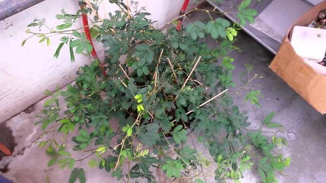 含羞草是什么植物，含羞草是什么（为啥还会变成流行而有趣的盆栽植物）