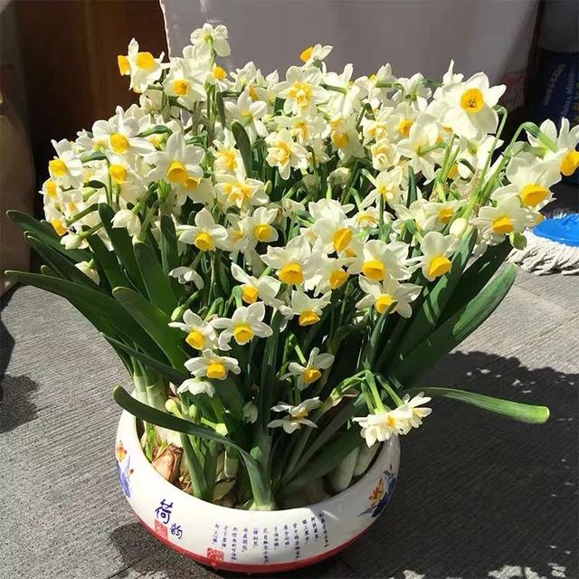 一帆风顺花有毒吗，一帆风顺花草有毒吗（家里养了宠物的朋友）