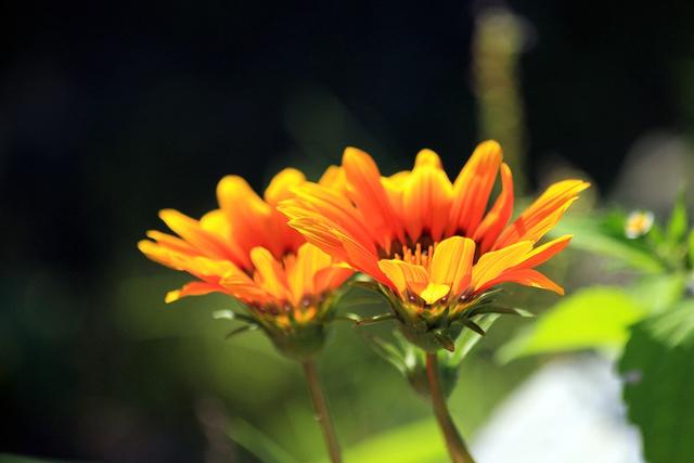 射手男对待备胎的态度，判断你在射手男心里的位置（十二星座抱有什么样的态度）