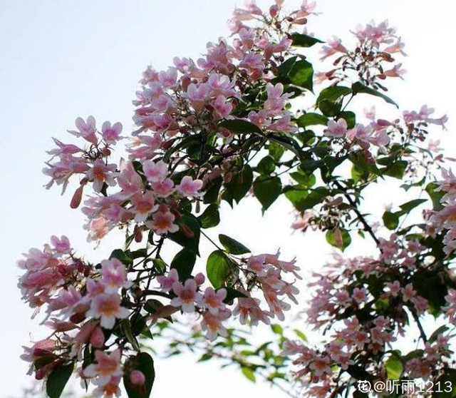 金鱼草怎么养，1种花长得像金鱼（金鱼草怎么养殖维护啊）