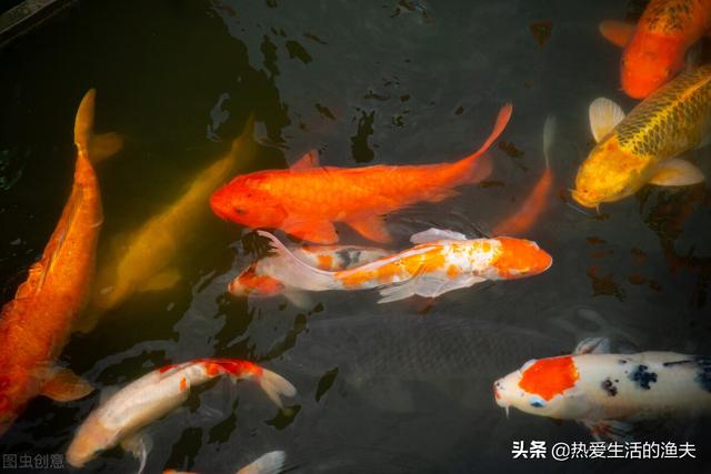 锦鲤几天喂一次食最好，养鱼27条寓意（锦鲤刚到家不吃食怎么办）