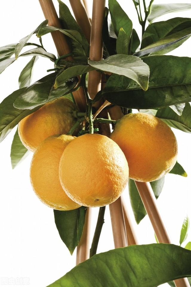 种紫薇树的风水禁忌，风水最好的树（有院子就种15种树）