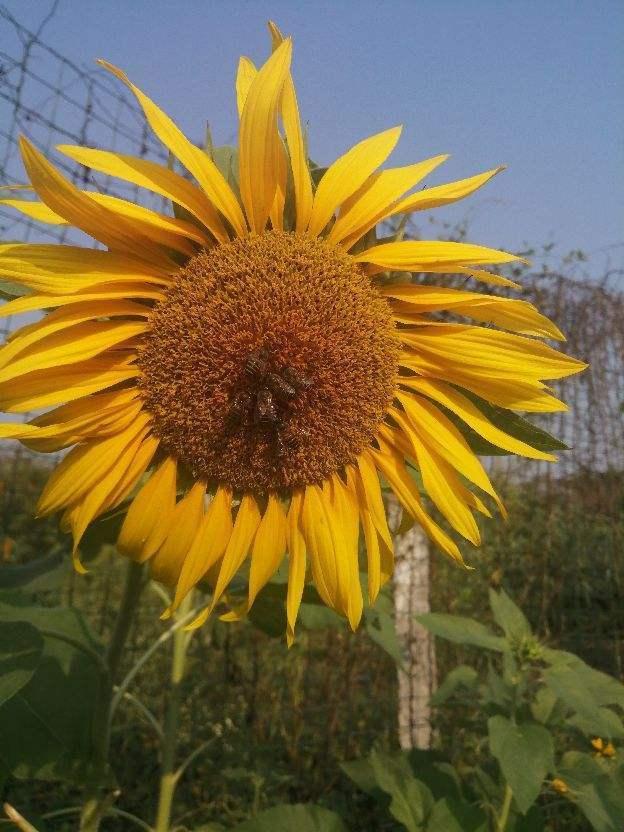 怎么选向日葵花，现在一定记得种棵向日葵