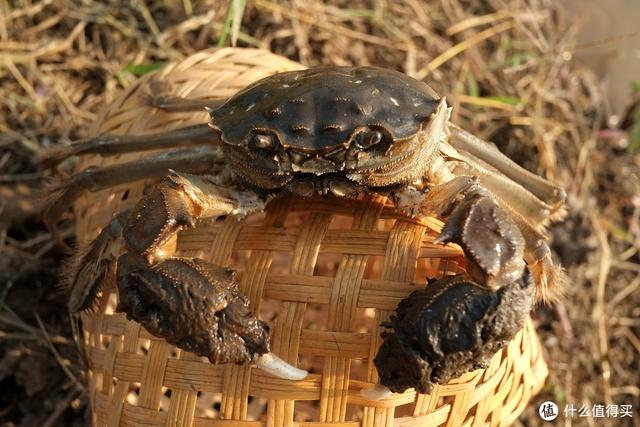 螃蟹公母怎么区分，螃蟹怎么分公母（遇到公蟹和母蟹怎么选）