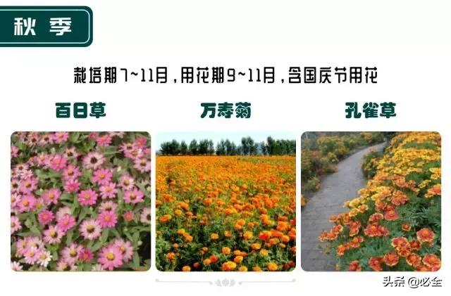 非洲茉莉，这些知识你是否具备（非洲茉莉花图片）