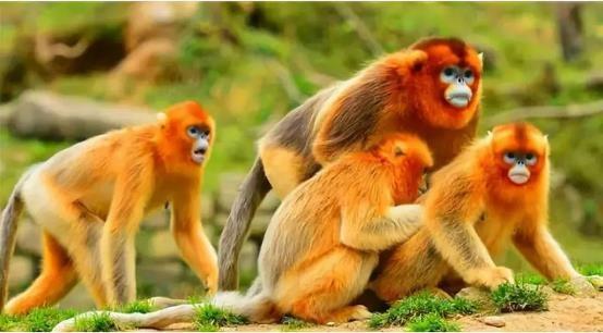 哺乳动物有哪些，世界上哺乳类动物有哪些（哺乳类动物和图片）