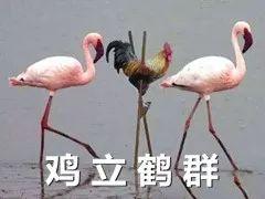 鄙人能随便自称吗，为啥台湾偶像男星会自称